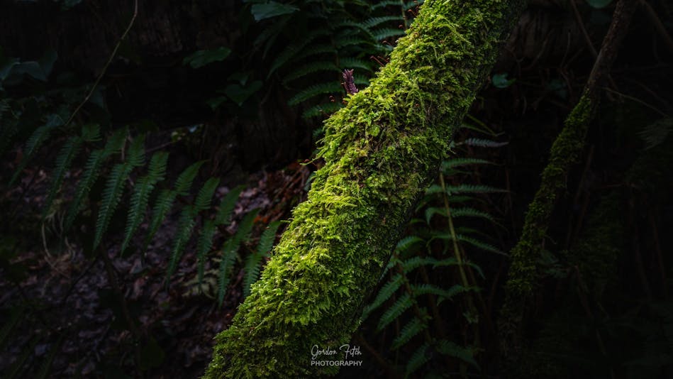 Thuidium Moss-by-Gordon-Fitch