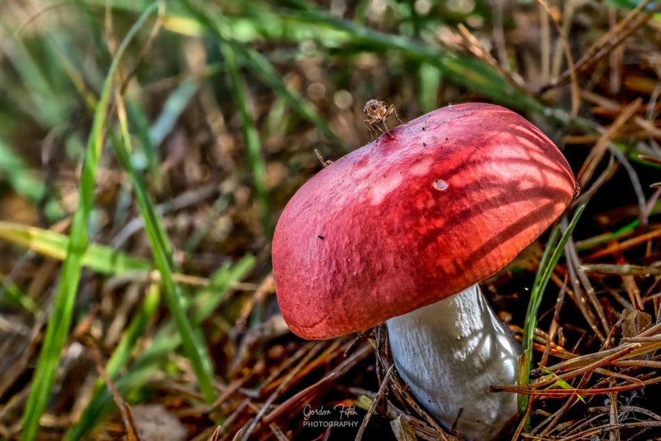 Backlit Seashell-by-Gordon-Fitch