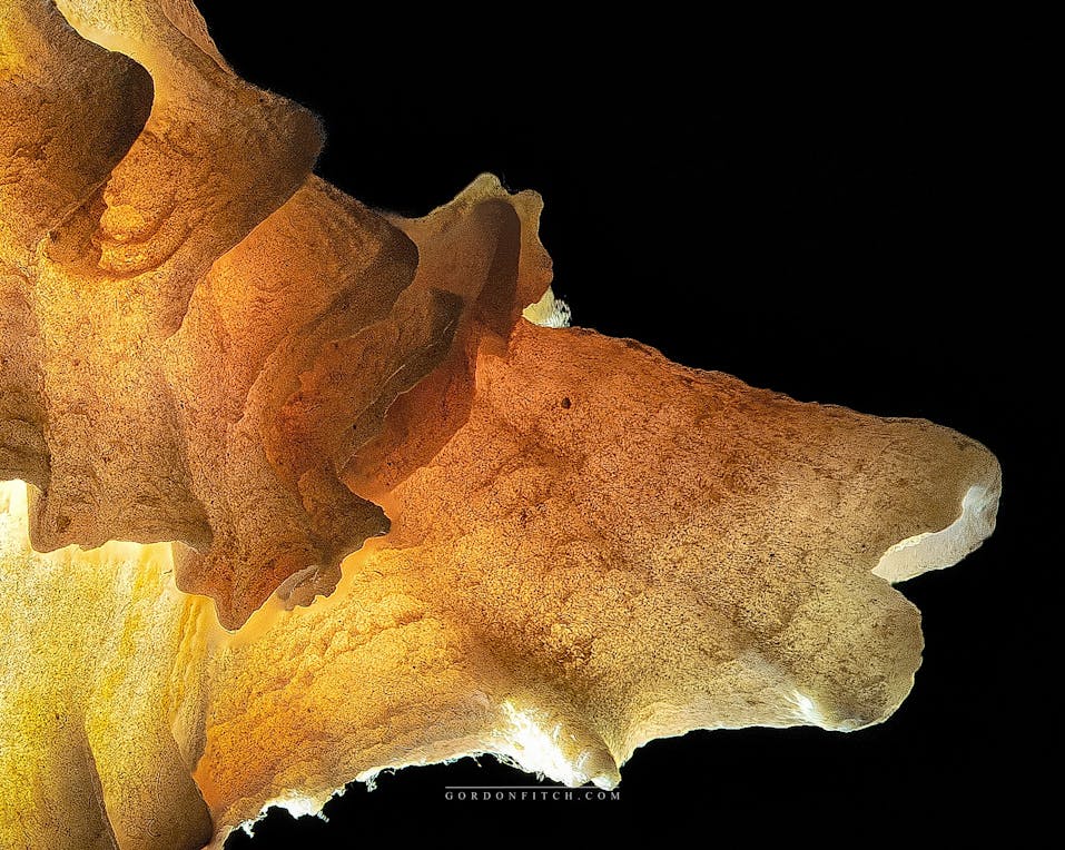 Reflections-Irby-Woods-Wirral-UK-by-Gordon-Fitch