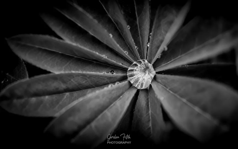 Walking with a Bicycle by Gordon Fitch