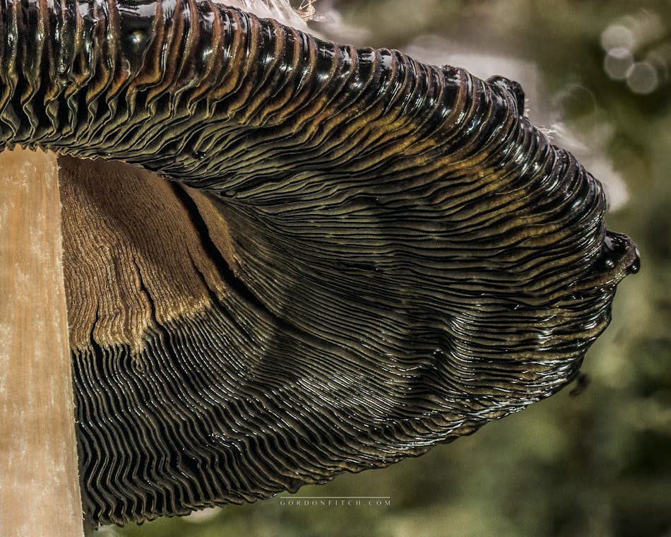 Under the Ink Cap Frill-by-Gordon-Fitch