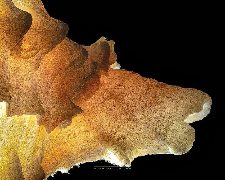 Backlit Seashell-by-Gordon-Fitch