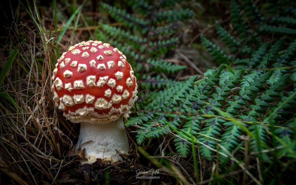Red Cap Fungi-by-Gordon-Fitch