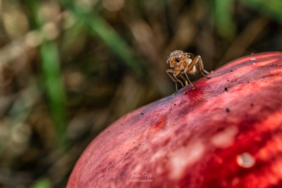Horsefly on Red-Cap Mushroom-by-Gordon-Fitch