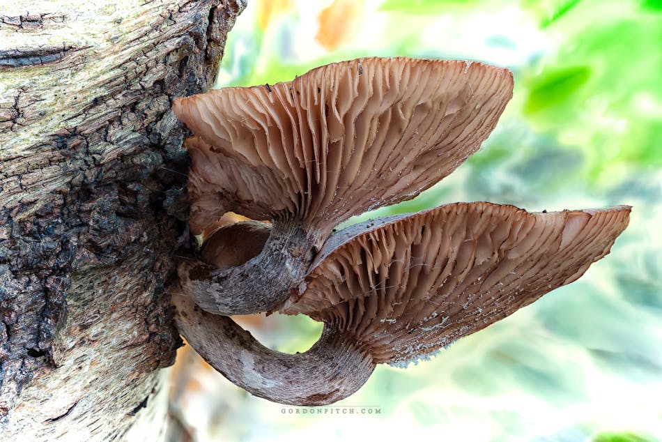 Honey Fungi-by-Gordon-Fitch
