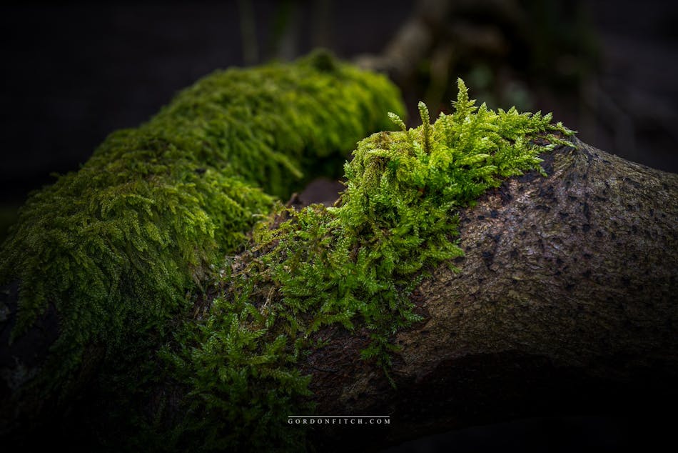 Thuidium Moss-by-Gordon-Fitch
