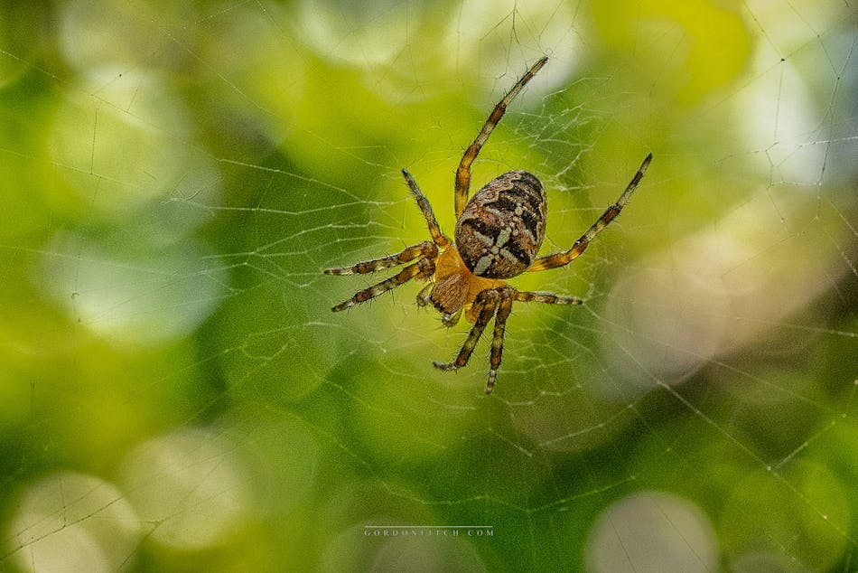 Garden Spider-by-Gordon-Fitch