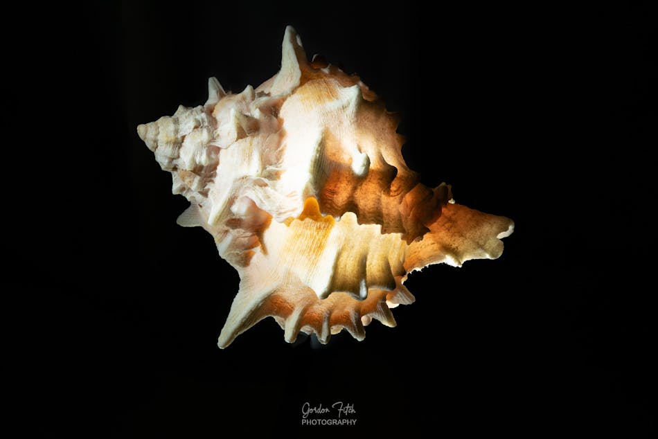 Bracket Fungi-by-Gordon-Fitch