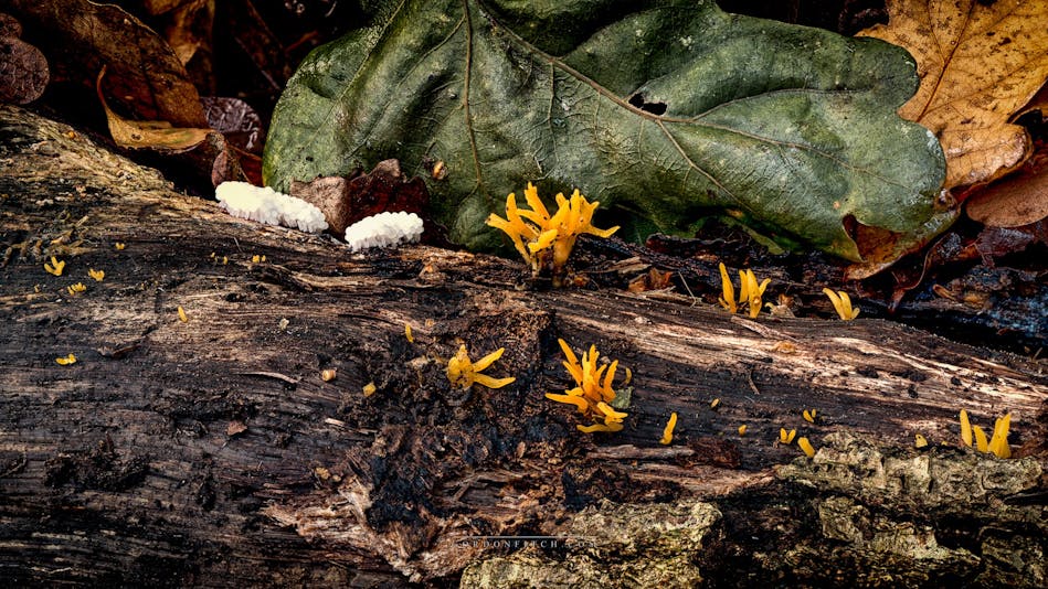 Yellow Stagsthorn Fungi-by-Gordon-Fitch