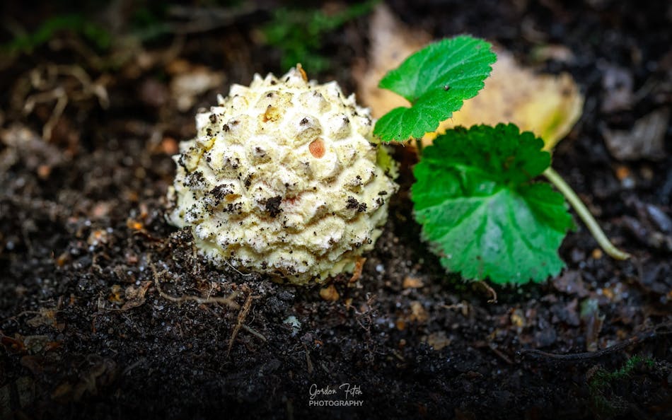 Puffball Fungus-by-Gordon-Fitch