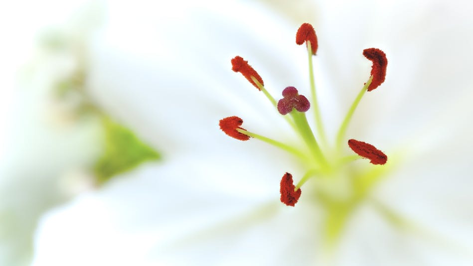 Lilley Stamen-by-Gordon-Fitch