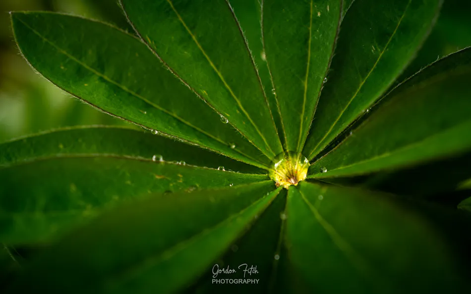 Rainwater-in-a-Lupin-by-Gordon-Fitch