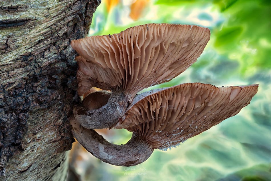 Honey Fungi-by-Gordon-Fitch