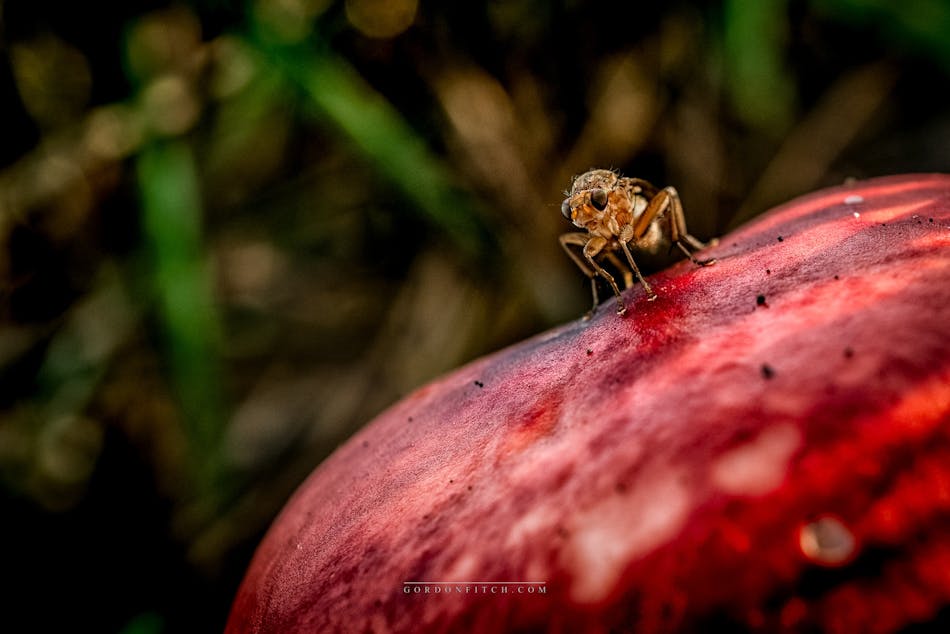 Horsefly on Red-Cap Mushroom-by-Gordon-Fitch