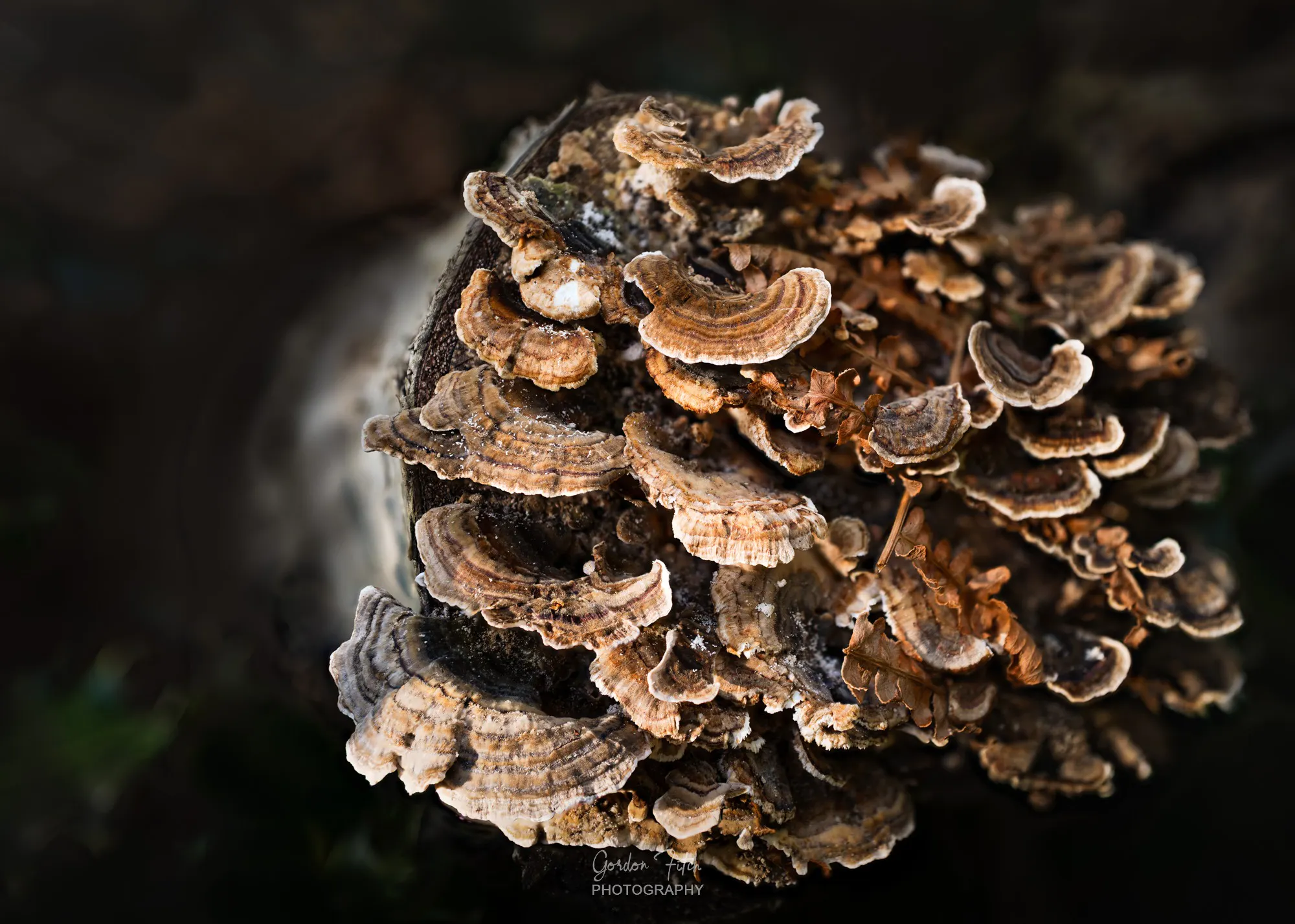 Macro Images-by-Gordon-Fitch