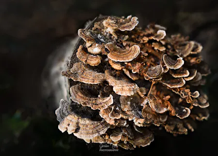 Macro Images-by-Gordon-Fitch
