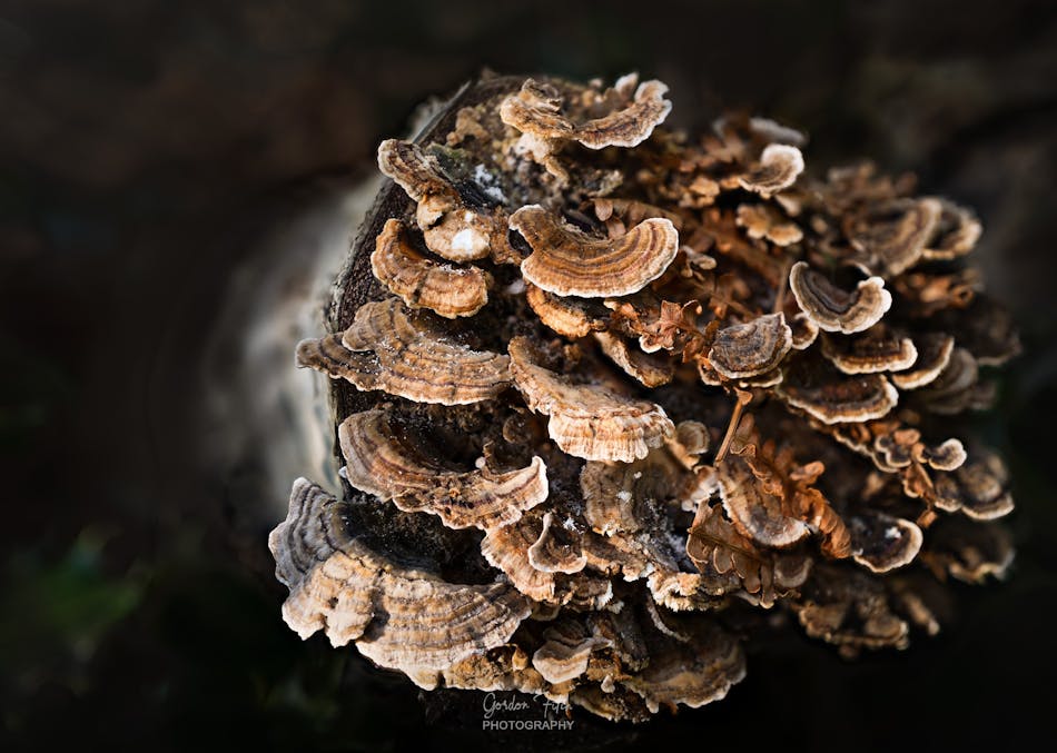 Turkey-Tail Fungi-by-Gordon-Fitch