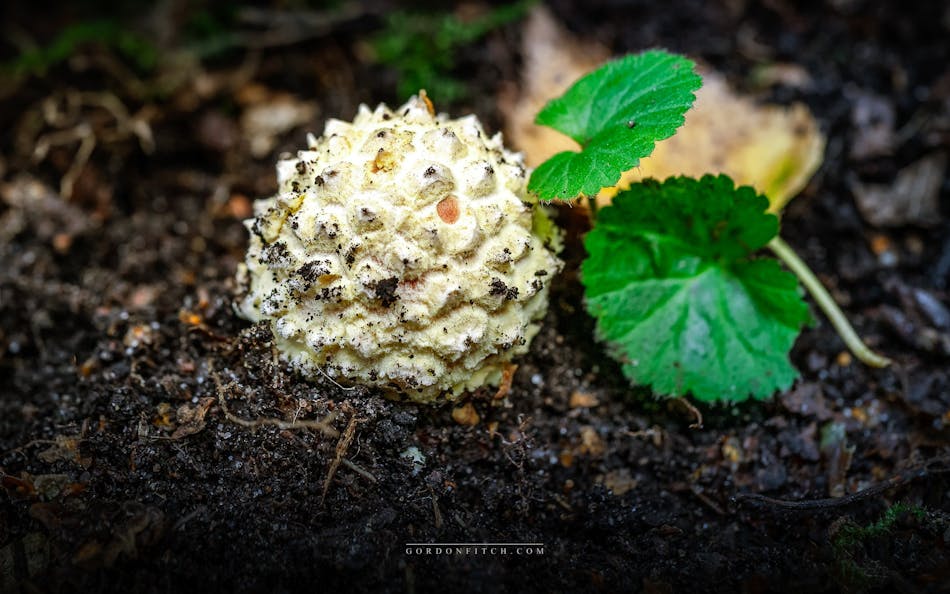 Puffball Fungus-by-Gordon-Fitch