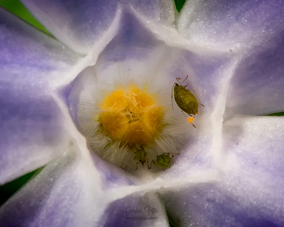 Aphid Family inside a Periwinkle-by-Gordon-Fitch