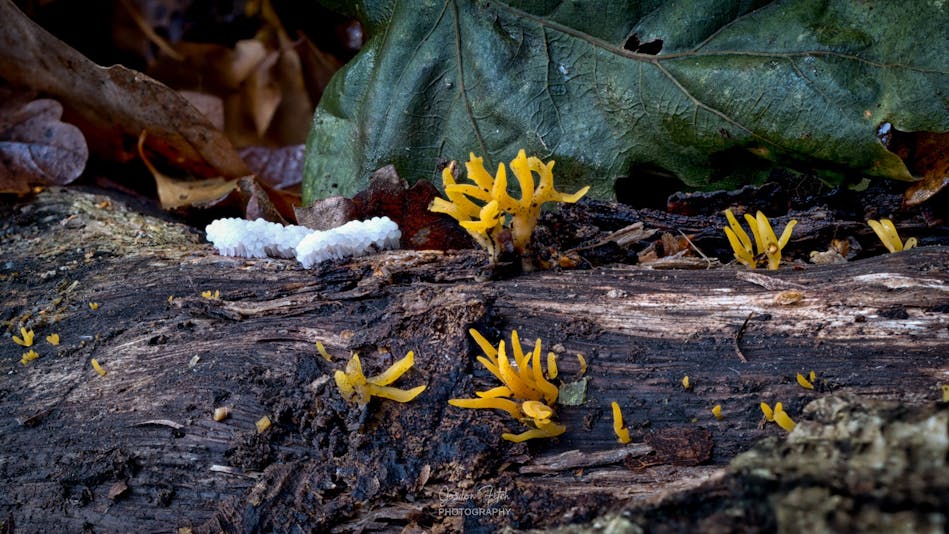 Yellow Stagsthorn Fungi-by-Gordon-Fitch