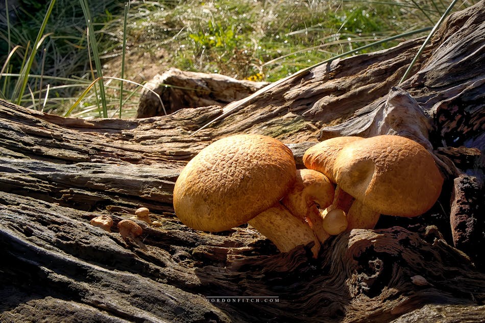 Driftwood Fungi-by-Gordon-Fitch