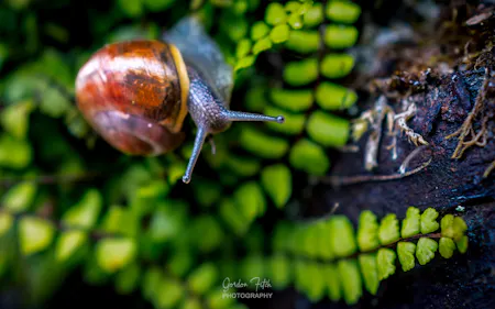 Photo Art Images-by-Gordon-Fitch