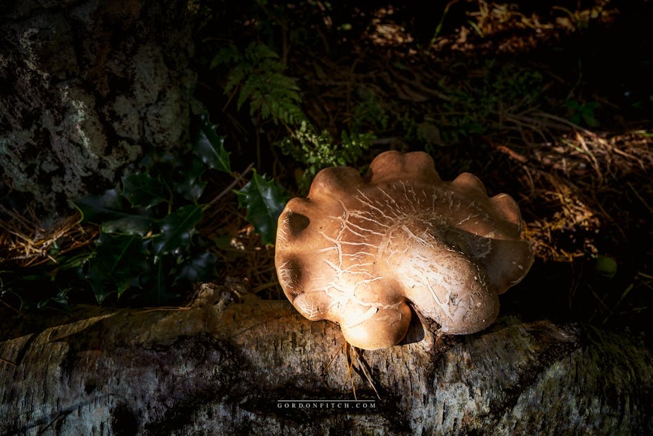 Bracket Fungi-by-Gordon-Fitch