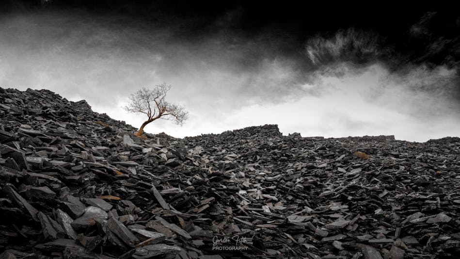 Lonely Tree at Dinorwic-by-Gordon-Fitch