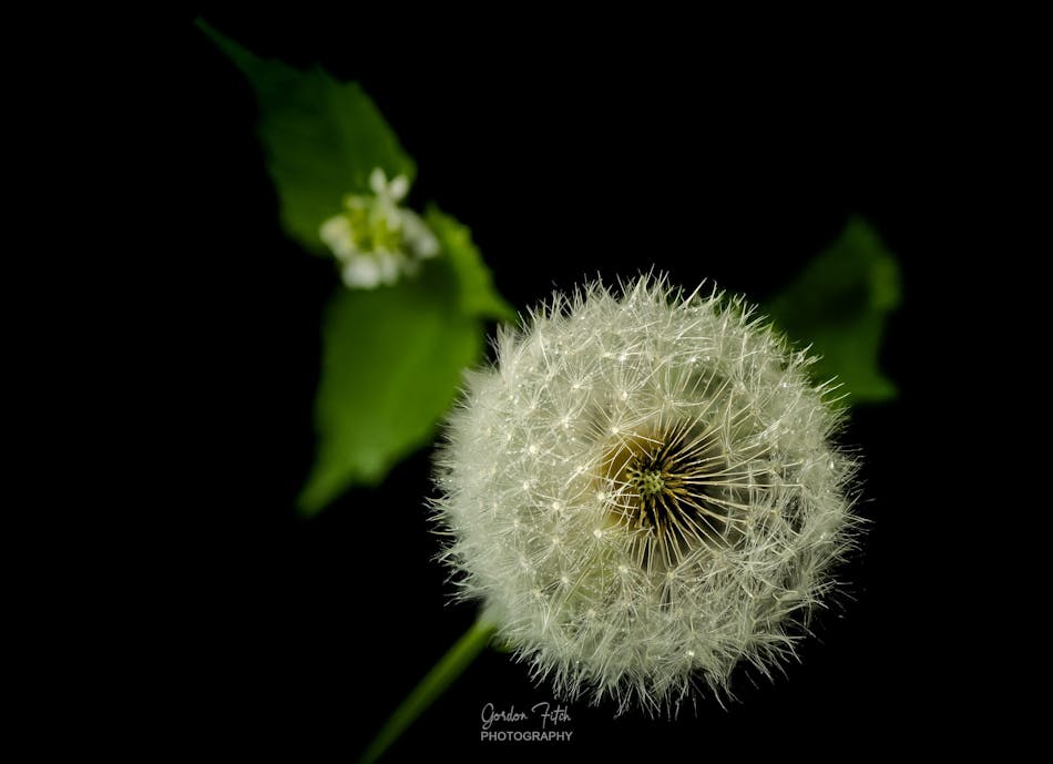 Driftwood Fungi-by-Gordon-Fitch