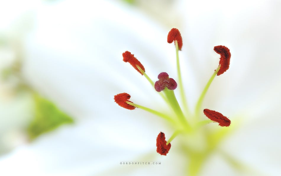 Lilley Stamen-by-Gordon-Fitch