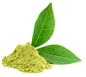Green Tea Extract Green Tea Extract