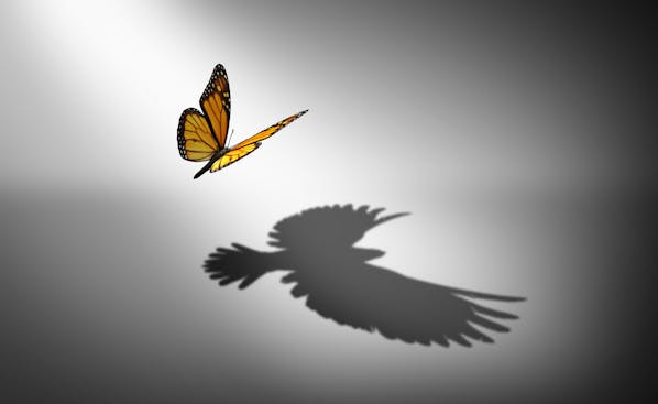 A Monarch butterfly in flight casting a large shadow that resembles a Dove, against a gradient gray background, symbolizing transformation and the perception of self.