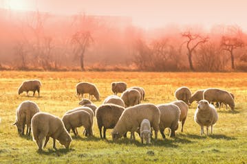 A flock of sheep grazing in a peaceful field, symbolizing the shepherding role of Christian ministry. Evangelists help find the lost sheep, bringing them under one shepherd, as described in John 10:16.
