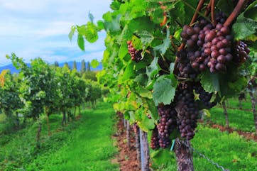 Vibrant vineyard with ripening grapes, symbolizing the harvest of souls in Christian ministry. Digital ministry and online outreach akin to the fruitful work of the vineyard.