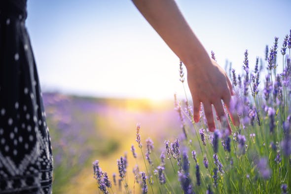 Close-up of a person's hand gently touching lavender flowers in a blooming field, with the warm light of a sunset creating a soft, ethereal glow in the background. The atmosphere suggests a peaceful and sensory connection with nature.