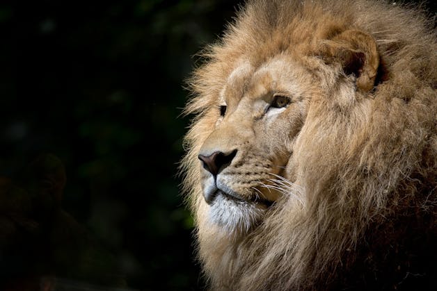 Close-up of a lion looking confidently ahead, symbolizing courage, strength, and leadership.