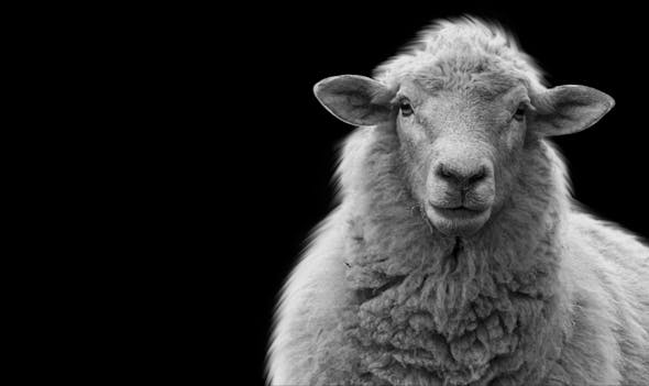 Close-up of a sheep, symbolizing the lost sheep in need of salvation. Convertri enables online evangelism through dynamic, engaging websites that help reach and bring in those who need to hear the gospel.