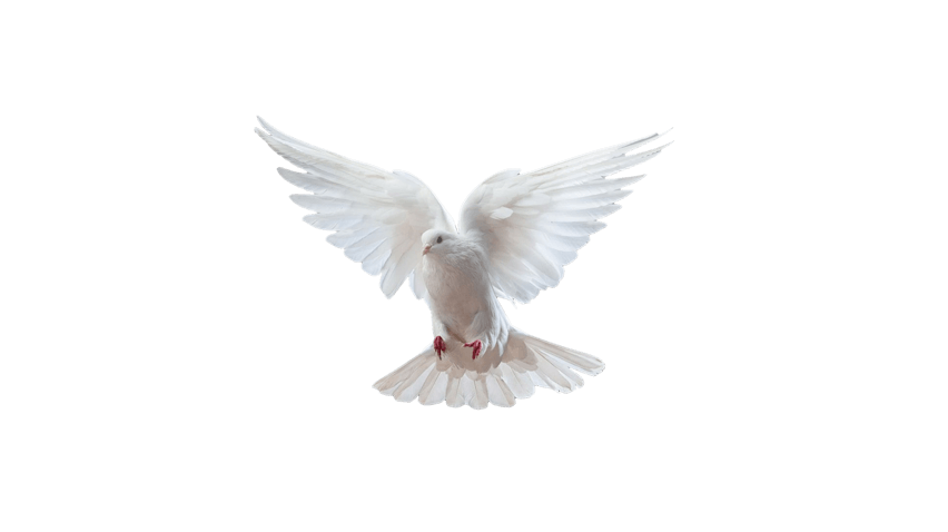 A white dove in mid-flight with wings spread wide, symbolizing peace and the Holy Spirit. The dove's feathers are detailed, showing a range of shades from pure white to soft grays, capturing the grace and beauty of this powerful symbol.