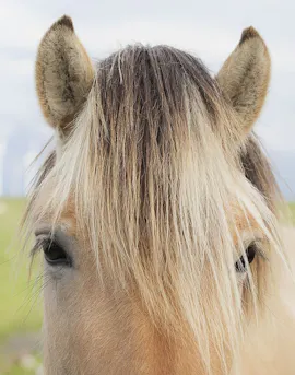 Back Forelock Forelock