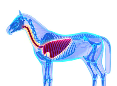 rib cage
