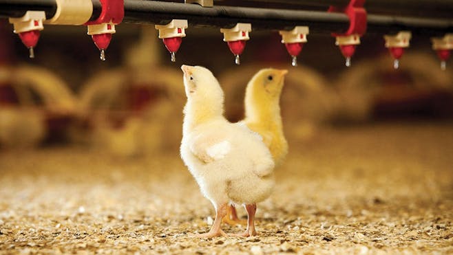 Poultry Layer Cages by Bierman Agri South Africa