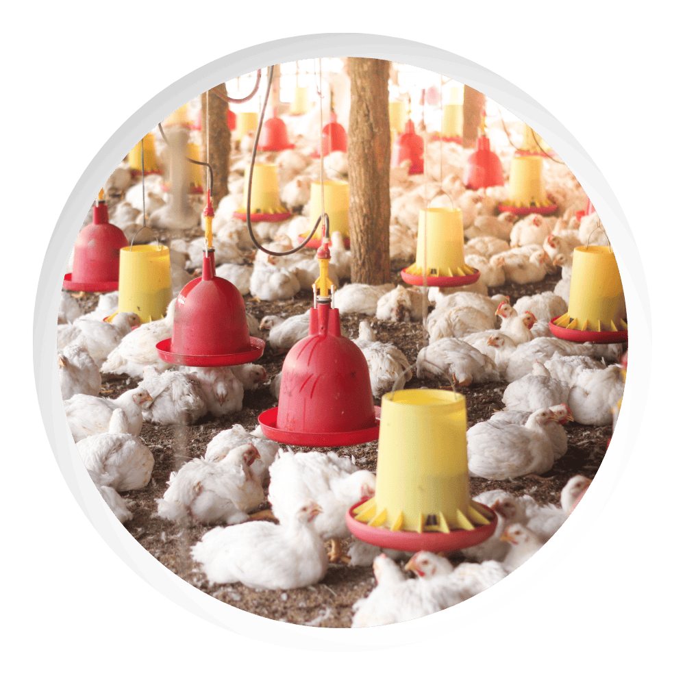 Broiler Combo - Optimal Solutions for Poultry Farming