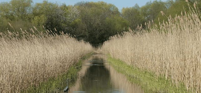 Harefield local view of a river and vegetation