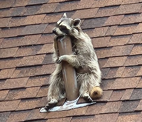 raccoon management
