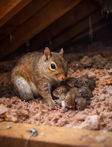 squirrel removal need in attic