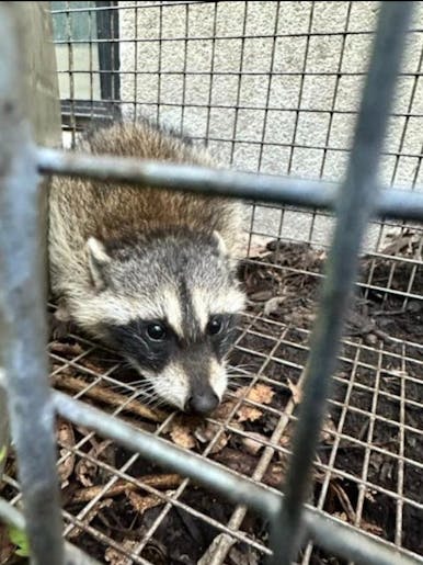 raccoon in trap