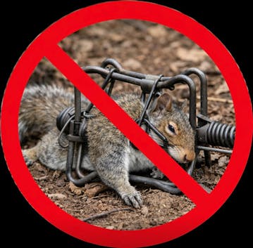 animal trapping unrecommended