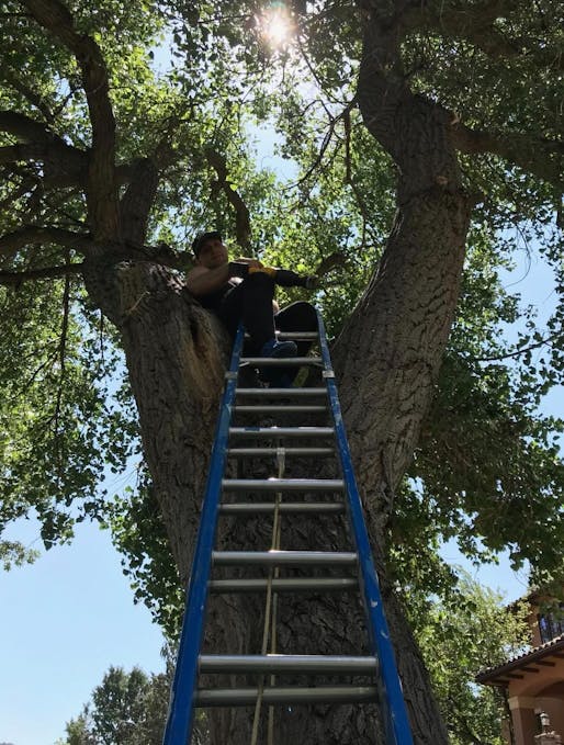 man on ladder trimming large tree