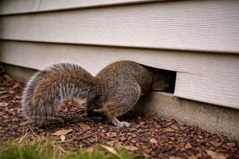 problem squirrel entering house