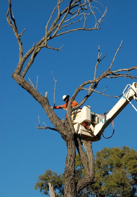 cutting limb off tree from bucket truck
